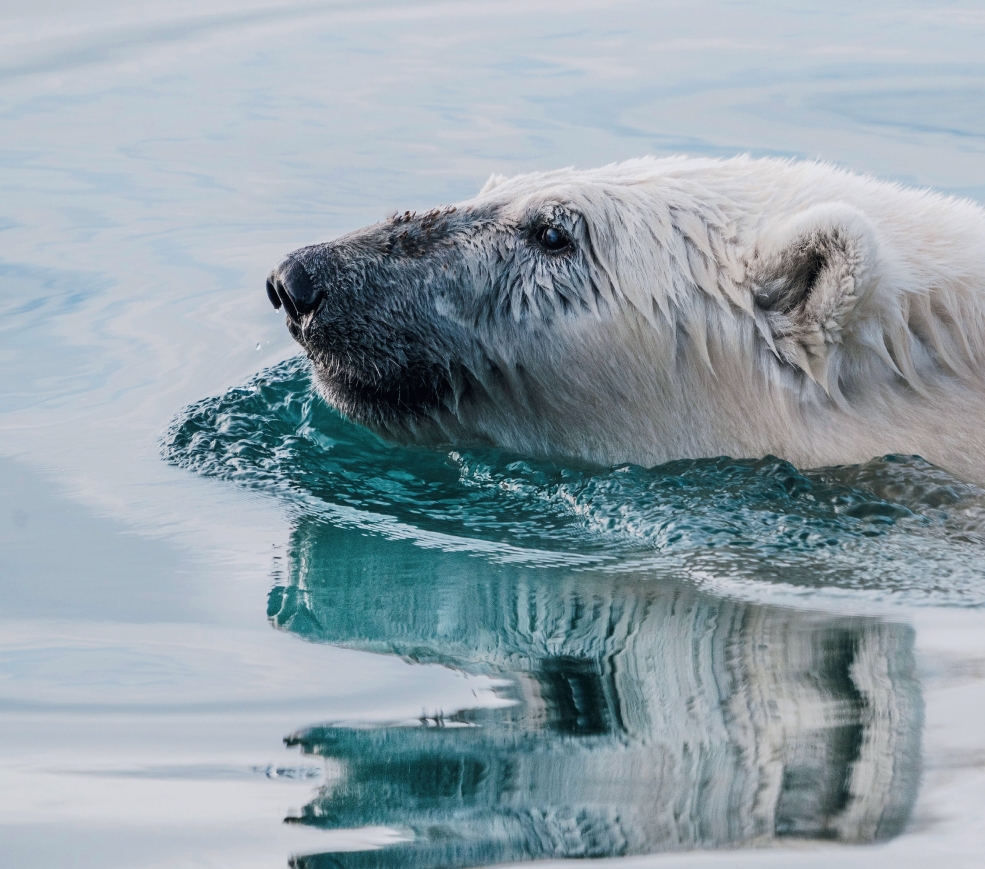绕行斯匹茨卑尔根岛-进入北极熊的领域12天